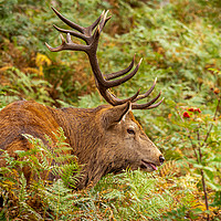Buy canvas prints of Stag on Ben Nevis, Scotland. by Colin Allen
