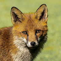 Buy canvas prints of Red Fox. by Colin Allen