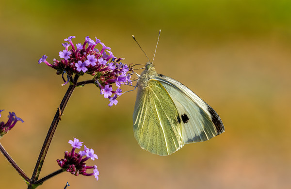 Large White Butterfly. Picture Board by Colin Allen