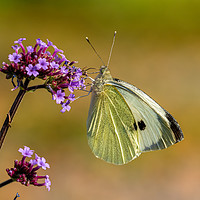Buy canvas prints of Large White Butterfly. by Colin Allen
