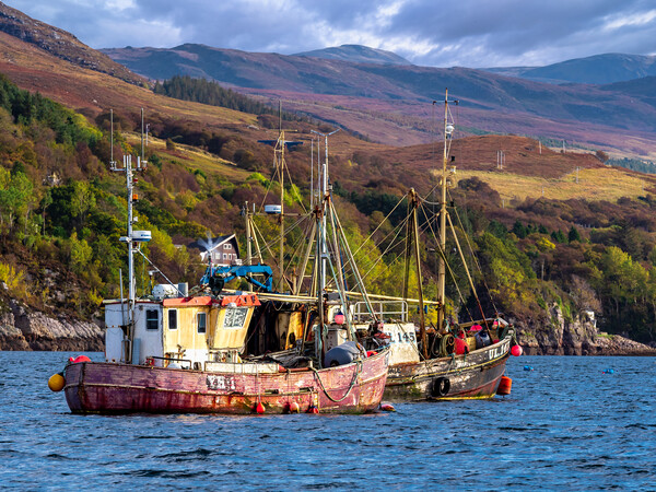 Fishing Boats at Ullapool, Scotland. Picture Board by Colin Allen
