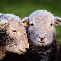 Buy canvas prints of Herdwick Sheep. by Colin Allen