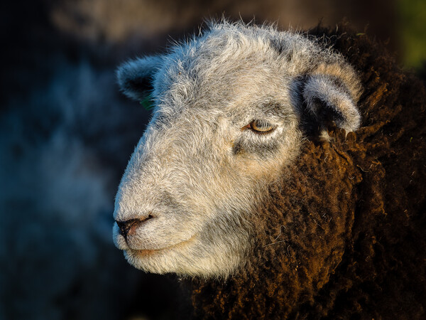 Herdwick Sheep - Portrait. Picture Board by Colin Allen