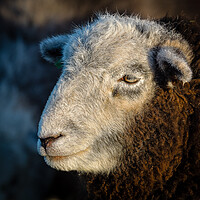 Buy canvas prints of Herdwick Sheep - Portrait. by Colin Allen