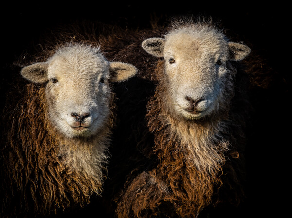 Herdwick Sheep. Picture Board by Colin Allen
