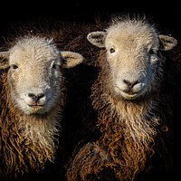 Buy canvas prints of Herdwick Sheep. by Colin Allen