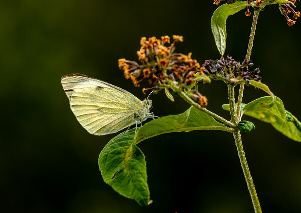 Large White Cabbage Butterfly. Picture Board by Colin Allen