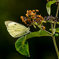 Buy canvas prints of Large White Cabbage Butterfly. by Colin Allen