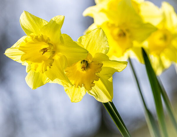 Daffodils Picture Board by Colin Allen
