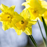 Buy canvas prints of Daffodils by Colin Allen