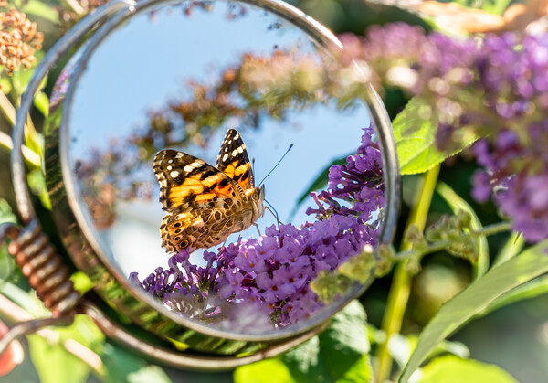 Painted Lady Butterfly in the Mirror. Picture Board by Colin Allen