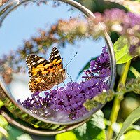 Buy canvas prints of Painted Lady Butterfly in the Mirror. by Colin Allen