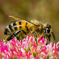 Buy canvas prints of Busy Bee Buzzing by Colin Allen