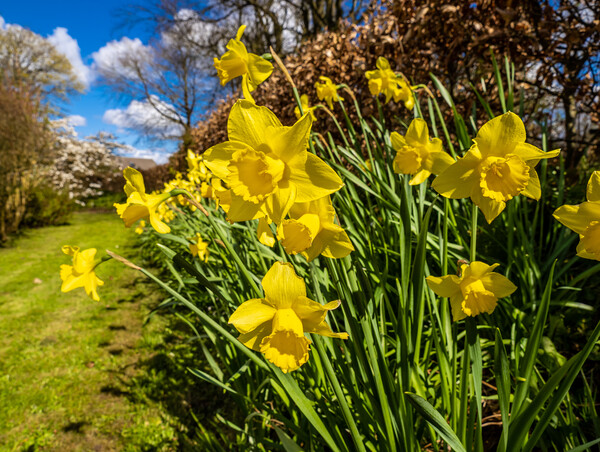Daffodils in Spring. Picture Board by Colin Allen