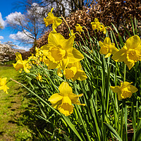 Buy canvas prints of Daffodils in Spring. by Colin Allen