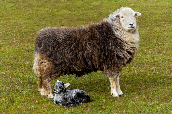 Herdwick Sheep - Mother And Lamb. Picture Board by Colin Allen