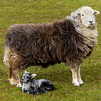 Buy canvas prints of Herdwick Sheep - Mother And Lamb. by Colin Allen
