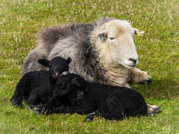 Herdwick Sheep - Mother And Twin Lambs. Picture Board by Colin Allen