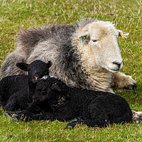 Buy canvas prints of Herdwick Sheep - Mother And Twin Lambs. by Colin Allen