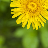 Buy canvas prints of large yellow blooming dandelion closeup by Andrey Lipinskiy