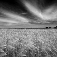 Buy canvas prints of Corn field by Richard Pike