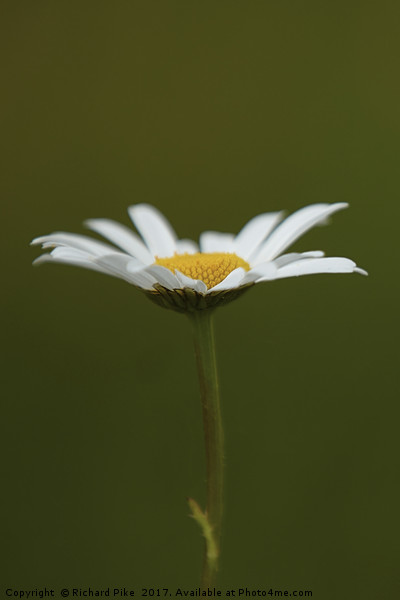 Daisy Picture Board by Richard Pike