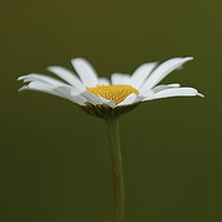 Buy canvas prints of Daisy by Richard Pike