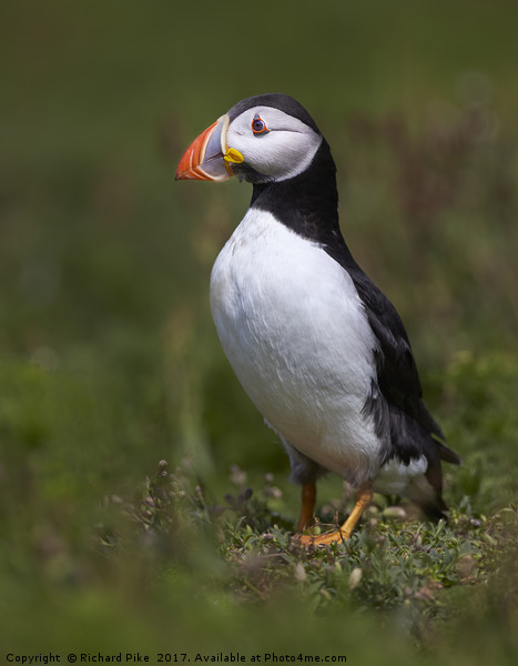Portrait of a Puffin Picture Board by Richard Pike