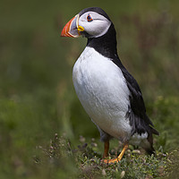 Buy canvas prints of Portrait of a Puffin by Richard Pike