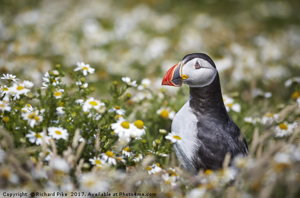 Puffin surrounded by Daisies Picture Board by Richard Pike