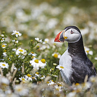 Buy canvas prints of Puffin surrounded by Daisies by Richard Pike