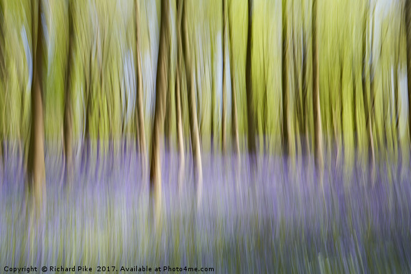 Dreamy Forest Picture Board by Richard Pike