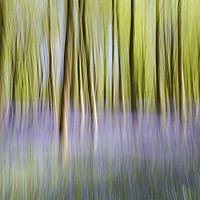 Buy canvas prints of Dreamy Forest by Richard Pike