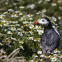 Buy canvas prints of Puffin amongst the daisy by Richard Pike