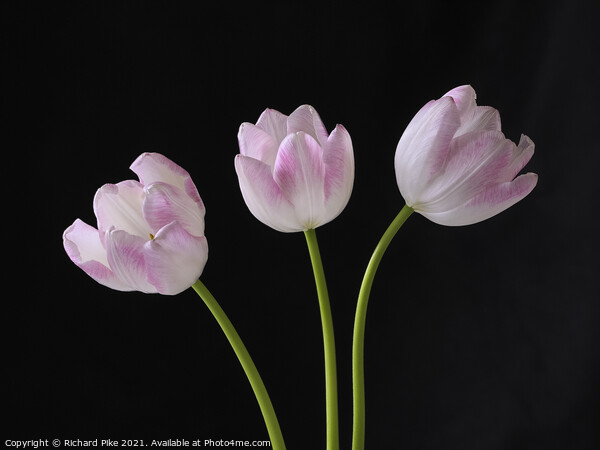 Tulip trio Picture Board by Richard Pike