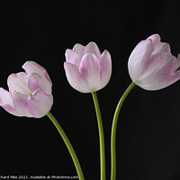 Buy canvas prints of Tulip trio by Richard Pike