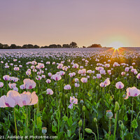 Buy canvas prints of Sunset Over White Poppies by Richard Pike