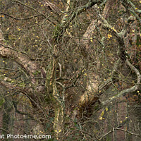 Buy canvas prints of Branching out by Richard Pike