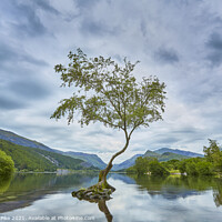 Buy canvas prints of Lone Tree by Richard Pike