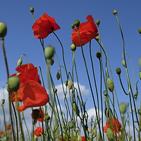Buy canvas prints of Poppies by Len Pugh