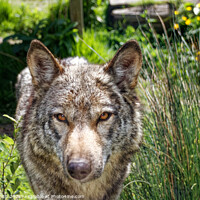 Buy canvas prints of A wolf outside in the grass by Ryan Smith
