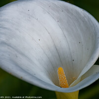 Buy canvas prints of Calla Lily by Ryan Smith