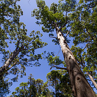 Buy canvas prints of Tall Trees at Valley of the Giants, Australia  by Jenny Dignam