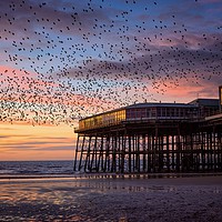 Buy canvas prints of Starling Murmation at North Pier, Blackpool by Phil Clayton