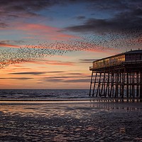 Buy canvas prints of Murmation of Starlings at Blackpool by Phil Clayton