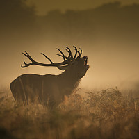 Buy canvas prints of The red deer rut by Simon Booth