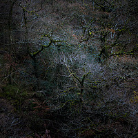 Buy canvas prints of Ancient woodland, Great How Wood, Thirlmere  by Simon Booth
