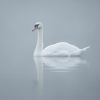 Buy canvas prints of Mute swan, Cygnus olor by Simon Booth