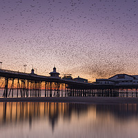 Buy canvas prints of Starlings swarming over Blackpool north pier, Lanc by Simon Booth