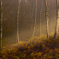 Buy canvas prints of Autumn mist by Simon Booth